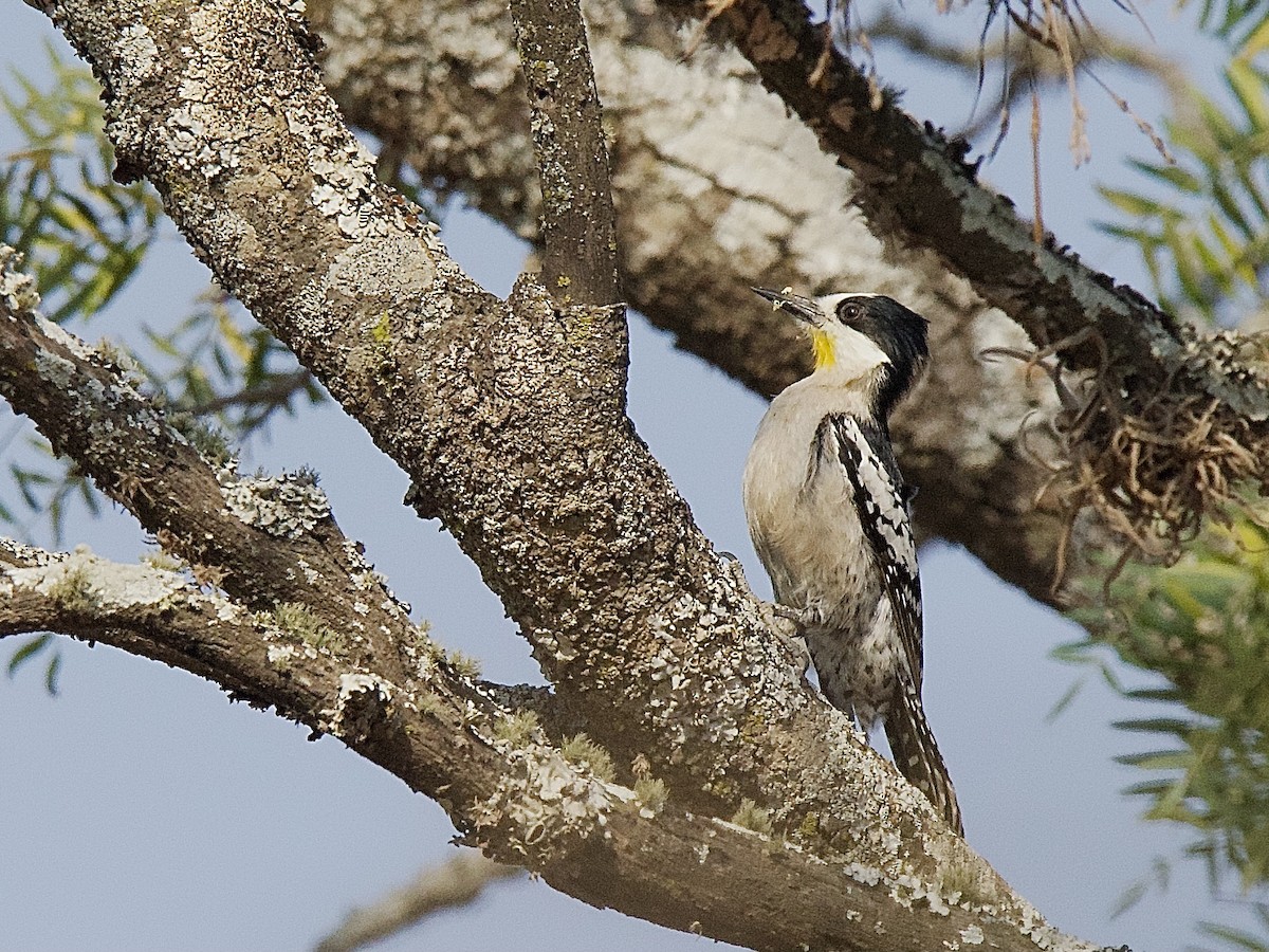 White-fronted Woodpecker - ML609539608