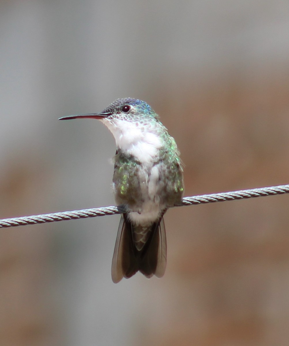 Azure-crowned Hummingbird (Azure-crowned) - José Roberto Aguilera Ledesma