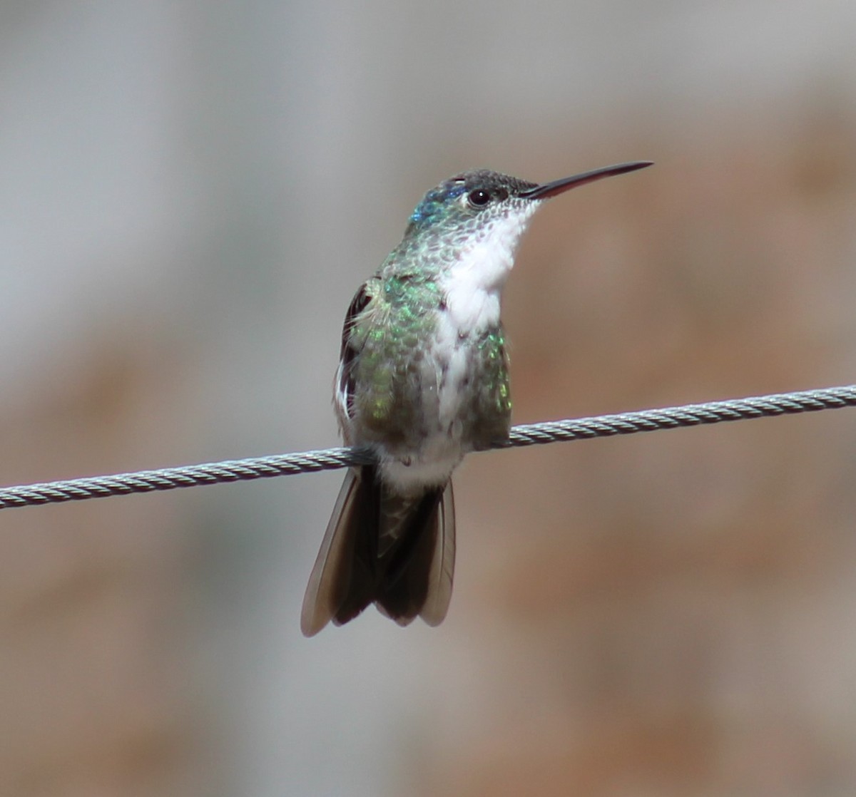 Azure-crowned Hummingbird (Azure-crowned) - ML609539647