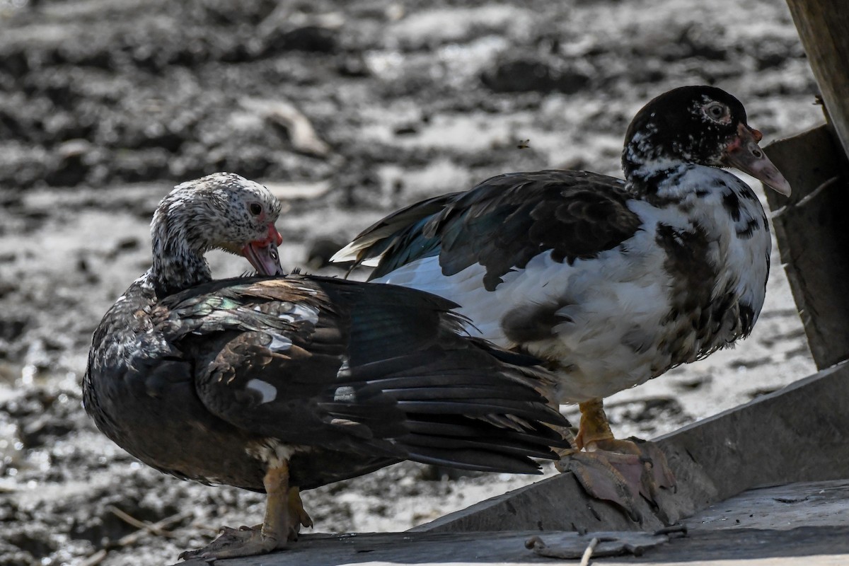 Muscovy Duck (Domestic type) - ML609539683