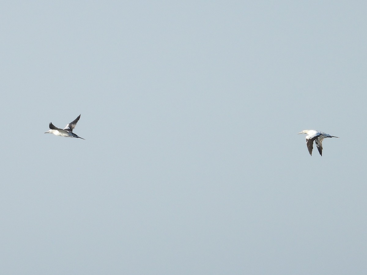 Northern Gannet - Alan Ketcham