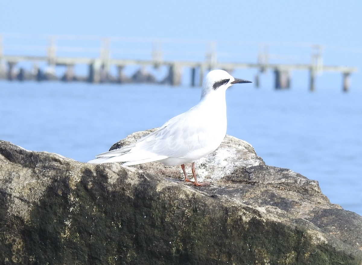 Forster's Tern - ML609539895