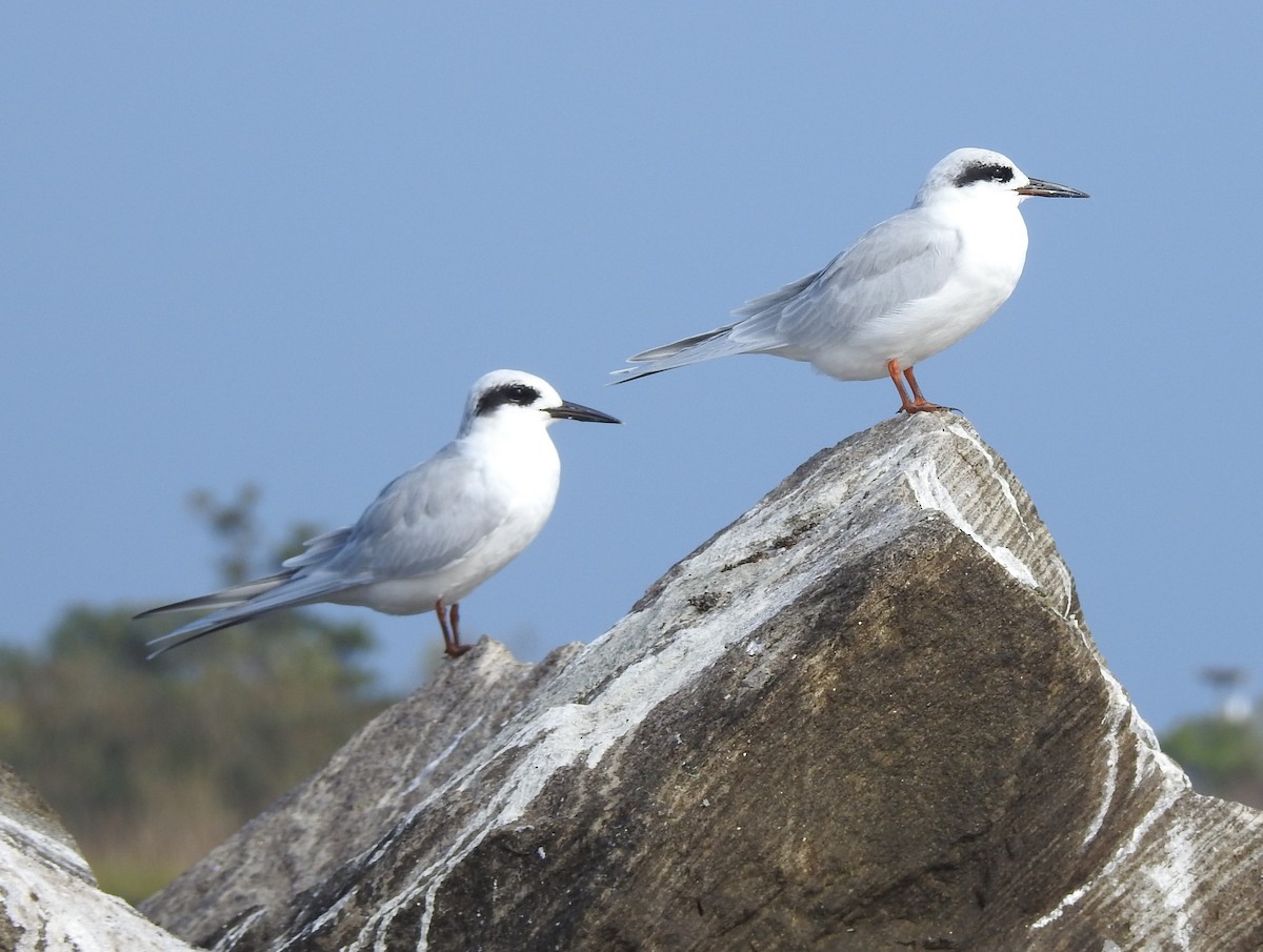 Forster's Tern - ML609539896