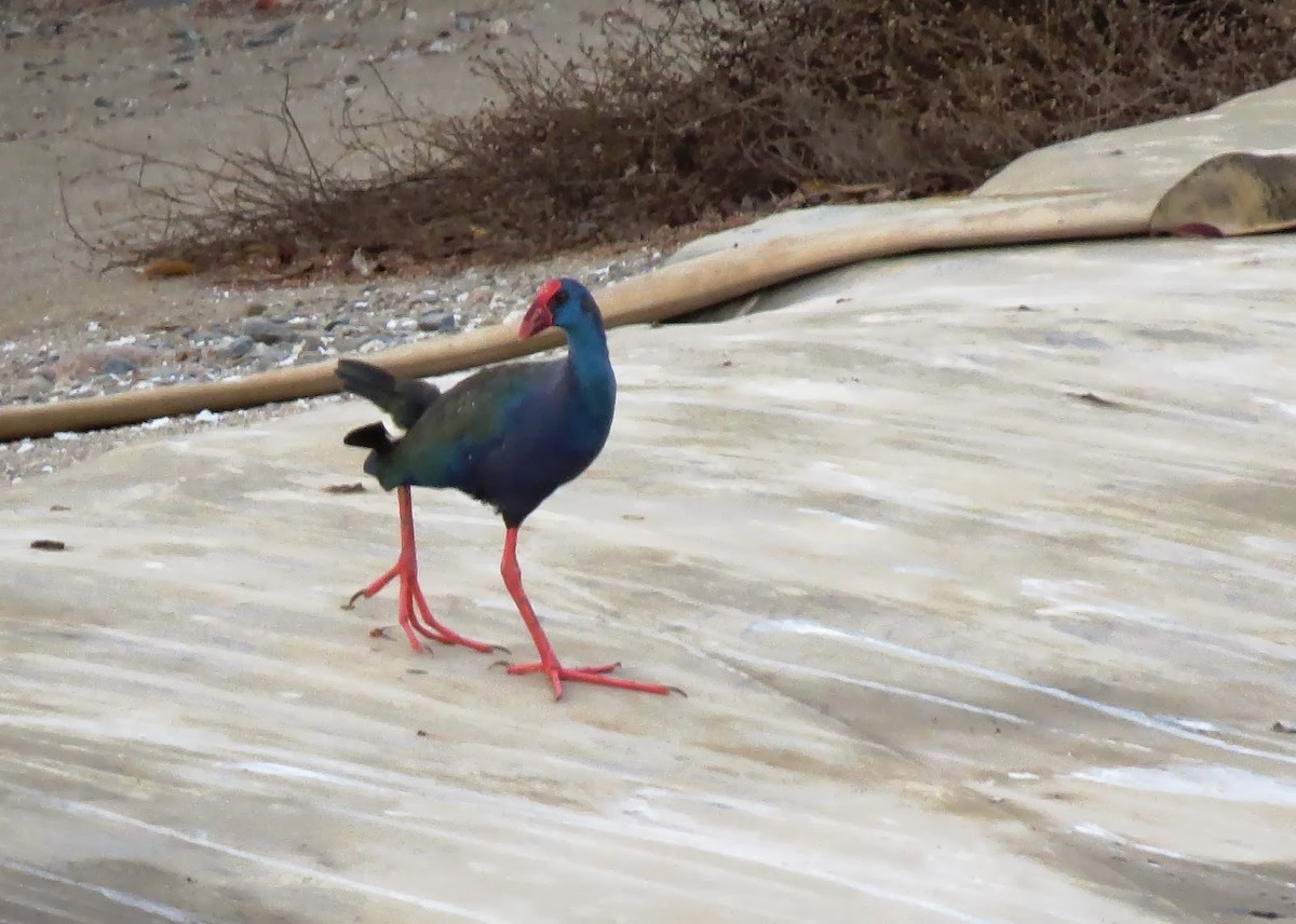 African Swamphen - ML609539927