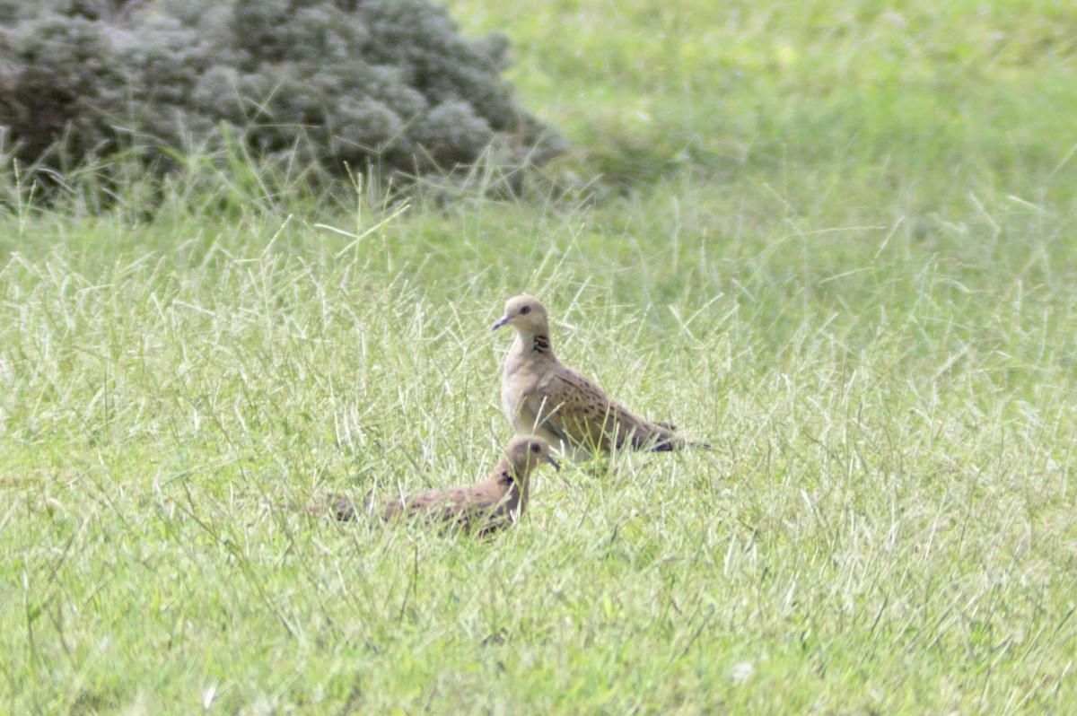 European Turtle-Dove - ML609539966