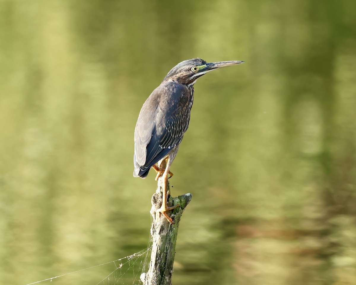 Green Heron - ML609539979