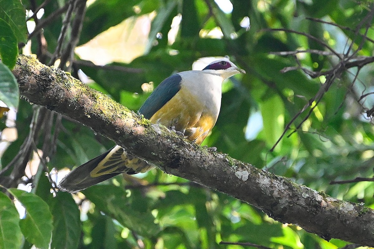 Red-eared Fruit-Dove - ML609540019