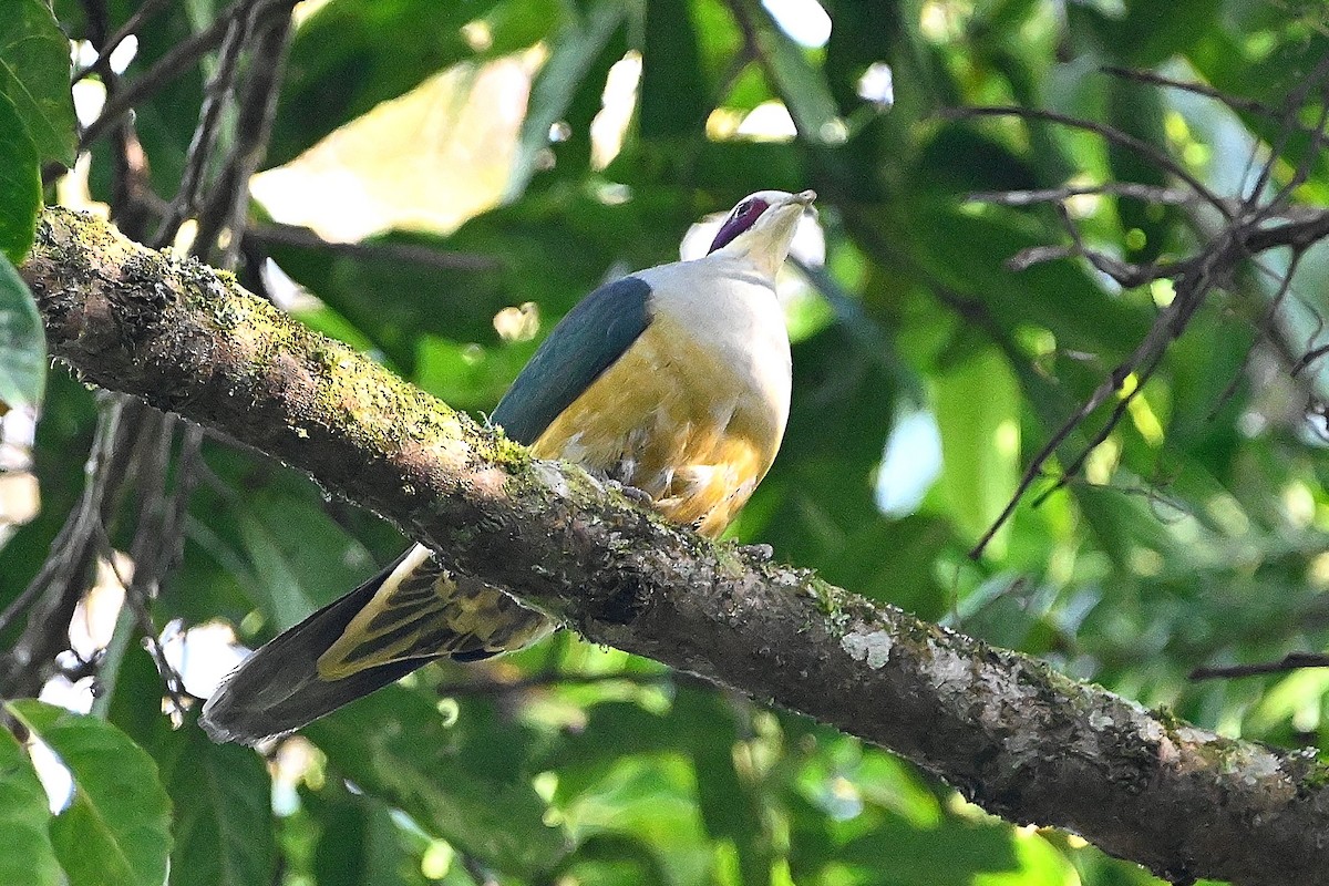 Red-eared Fruit-Dove - ML609540029