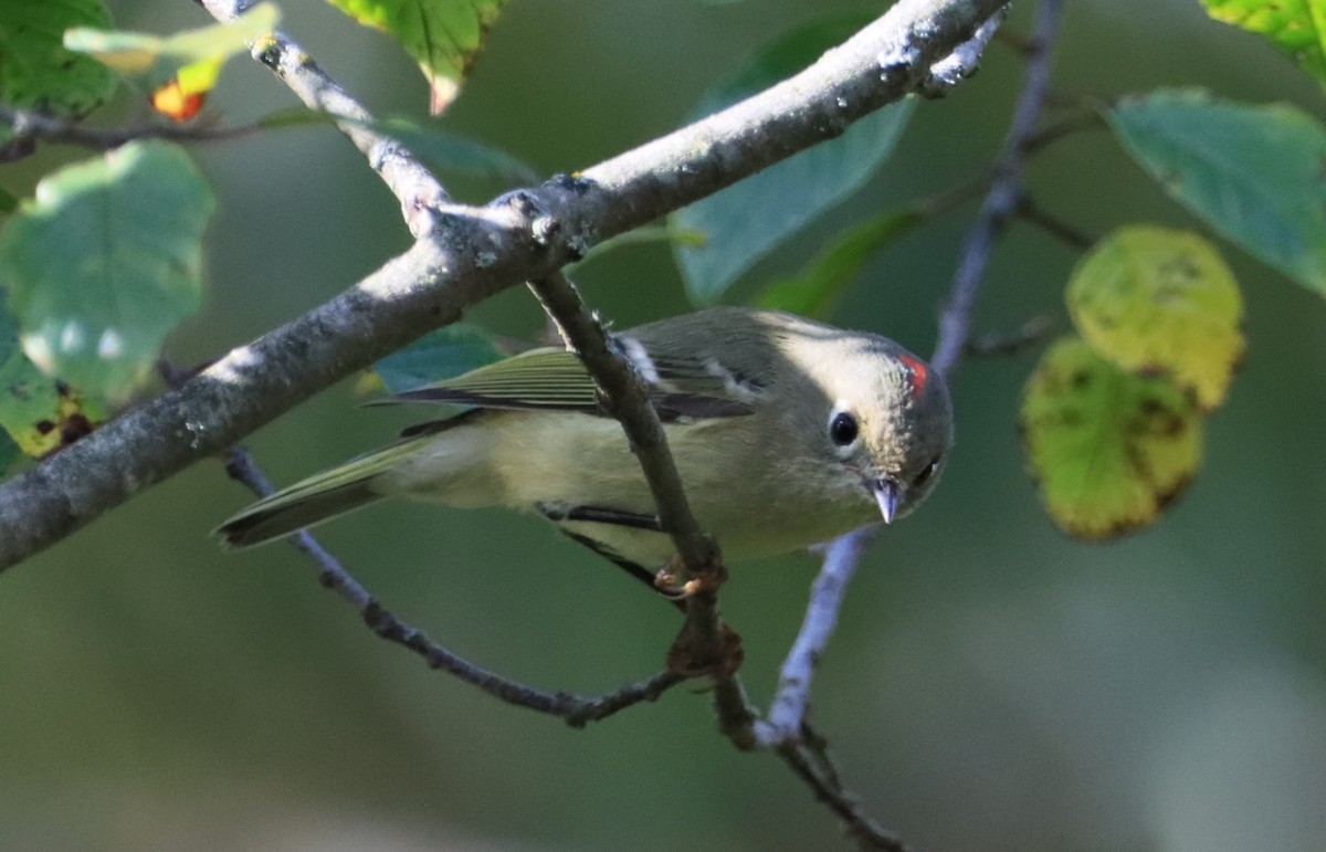 Ruby-crowned Kinglet - ML609540050