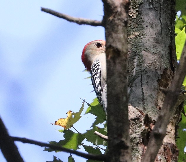Red-bellied Woodpecker - ML609540144