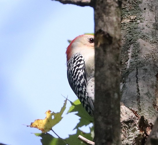 Red-bellied Woodpecker - ML609540145