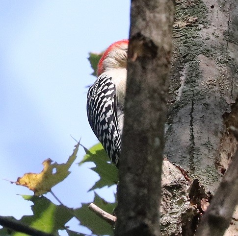 Red-bellied Woodpecker - ML609540146