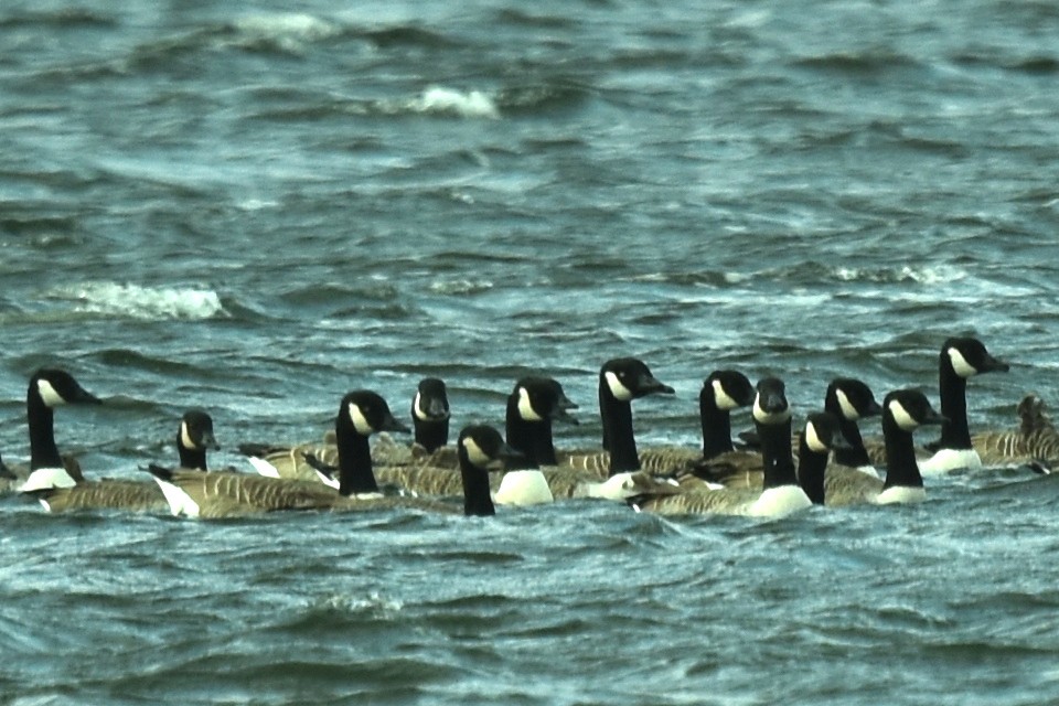 Canada Goose - ML609540170