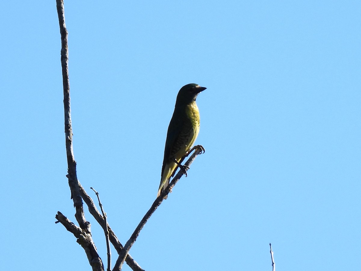 Swallow Tanager - ML609540361