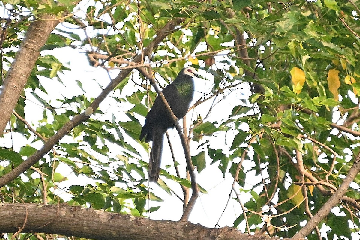 White-faced Cuckoo-Dove - Alvaro Rodríguez Pomares