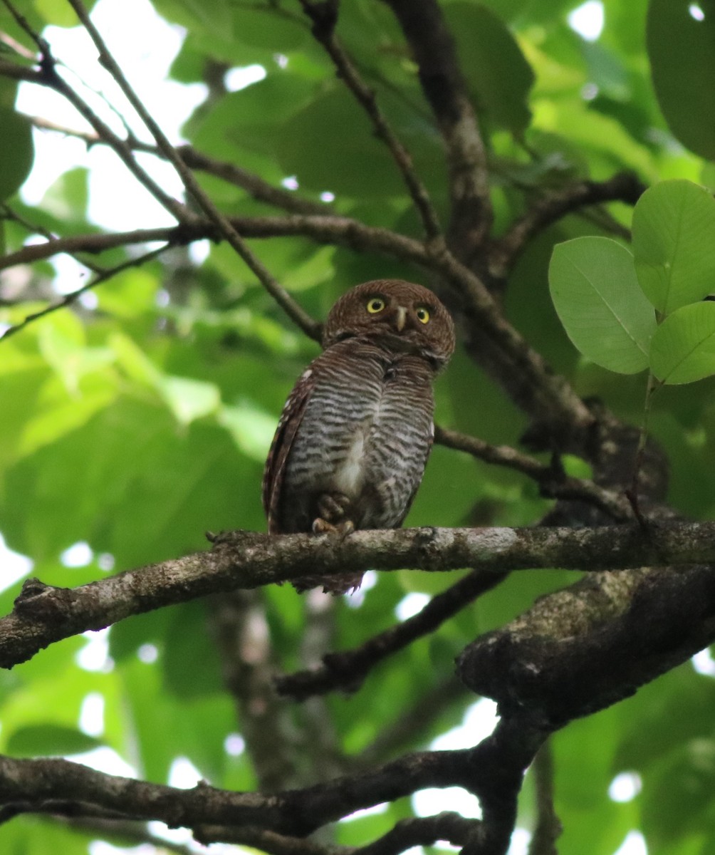 Jungle Owlet - ML609540456