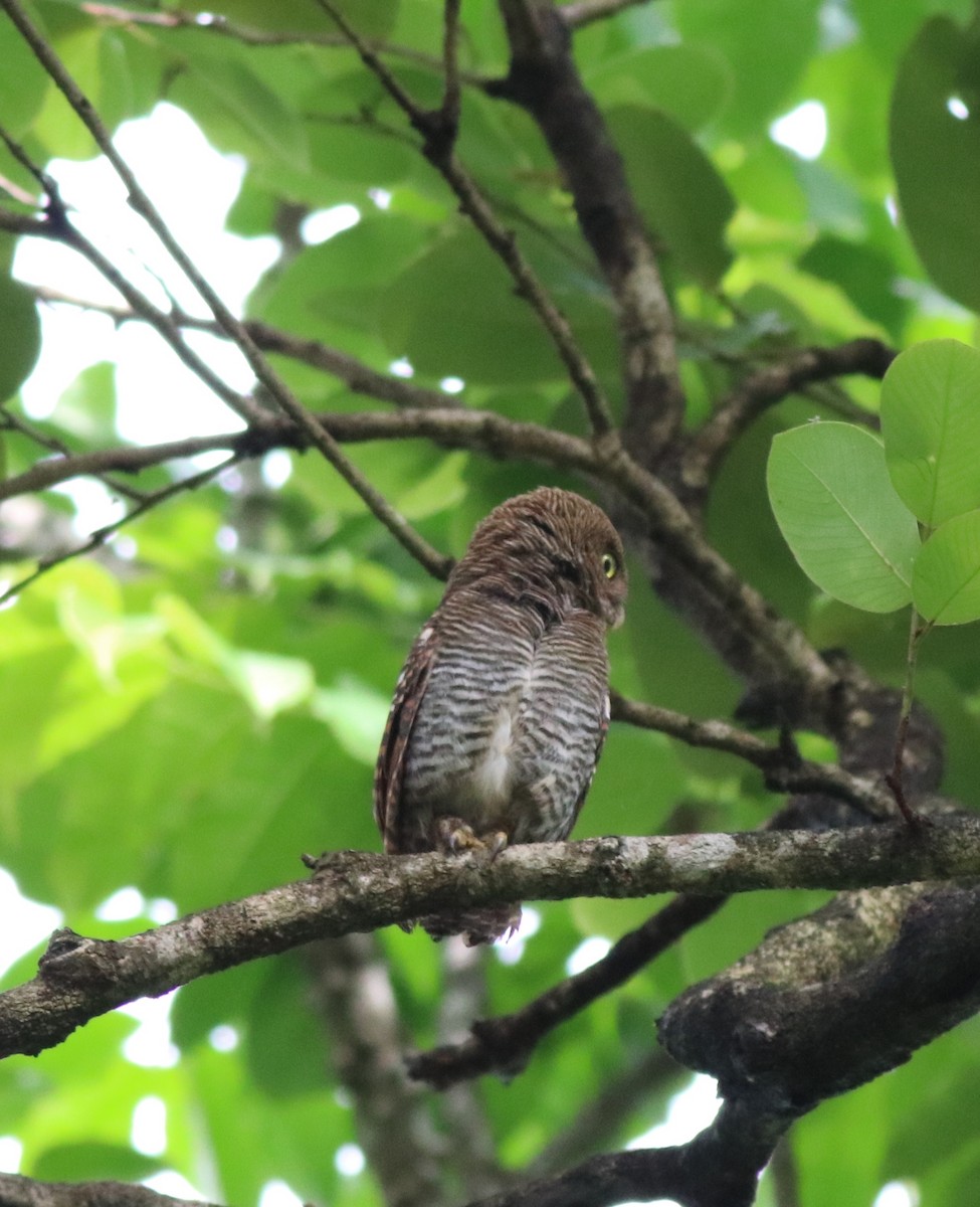 Jungle Owlet - ML609540457