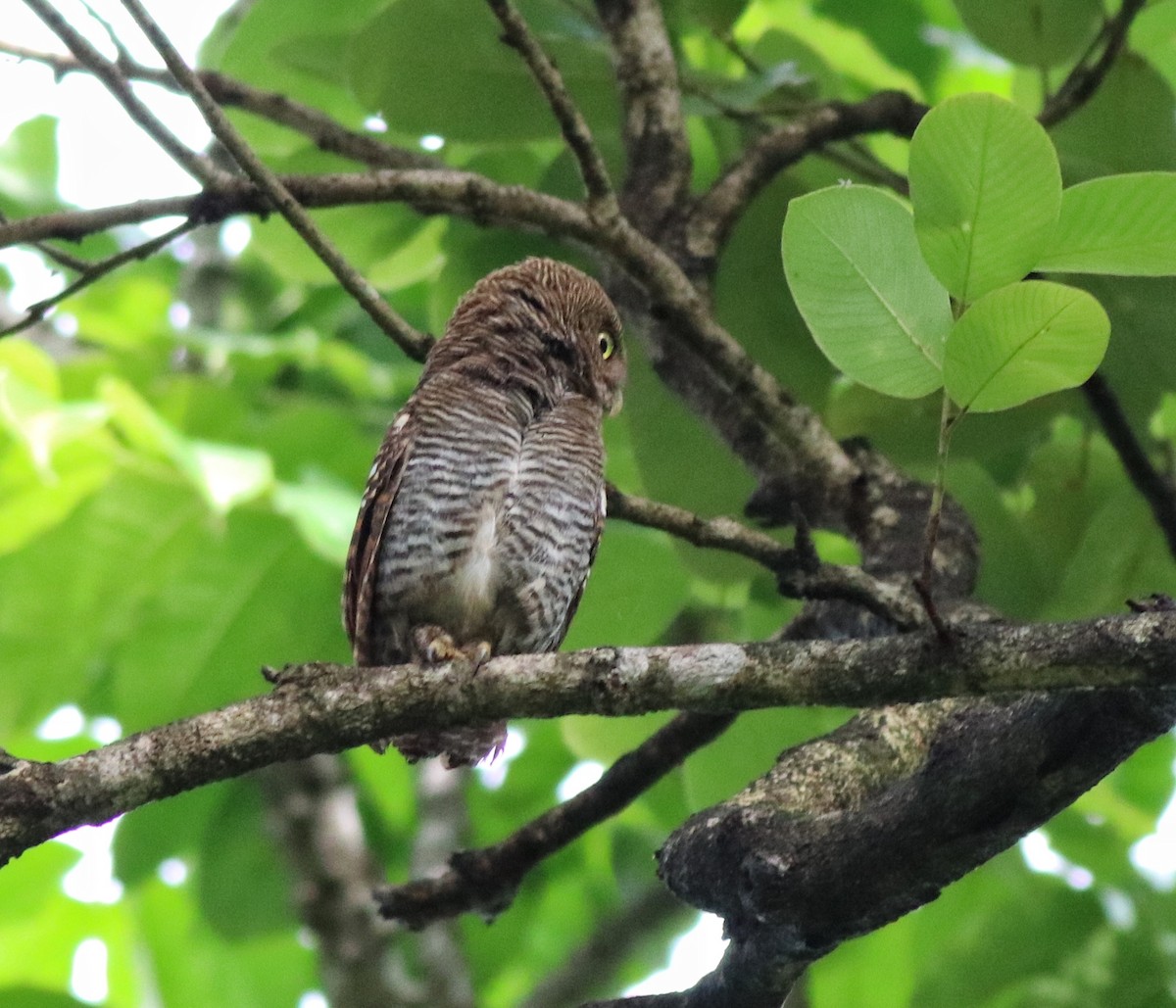 Jungle Owlet - ML609540458