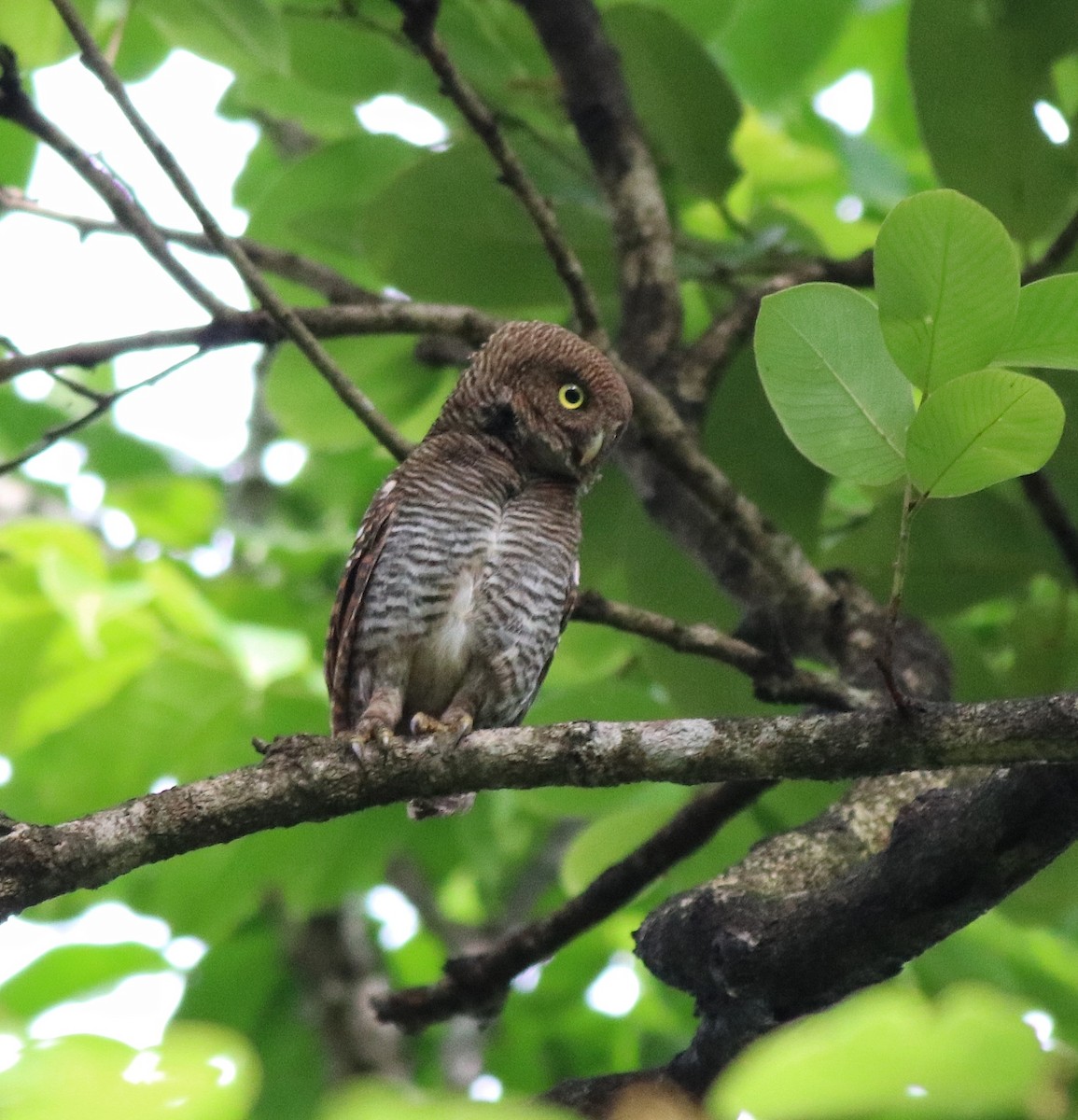 Jungle Owlet - ML609540459