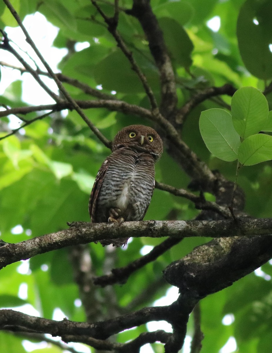 Jungle Owlet - ML609540463