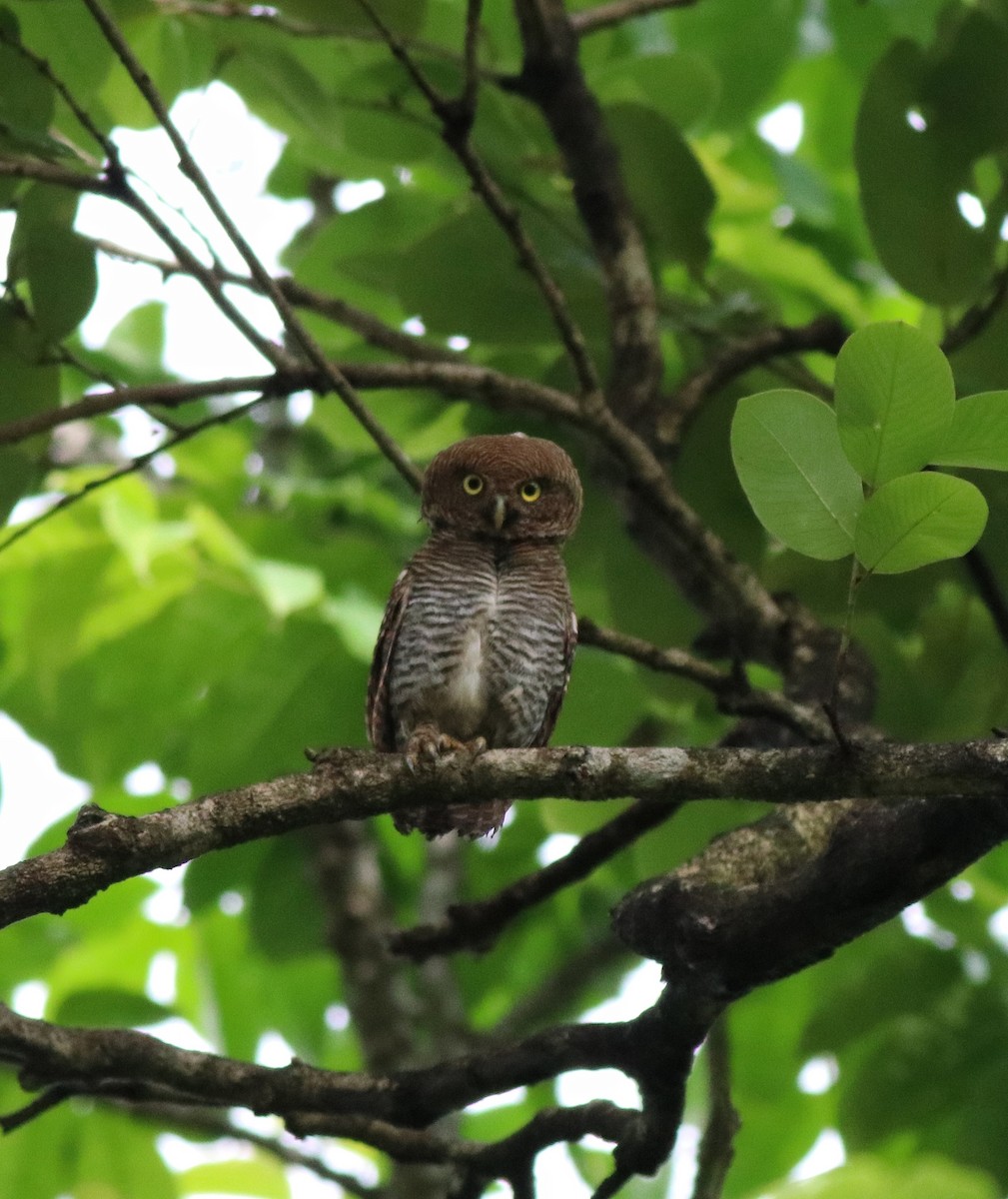 Jungle Owlet - ML609540467