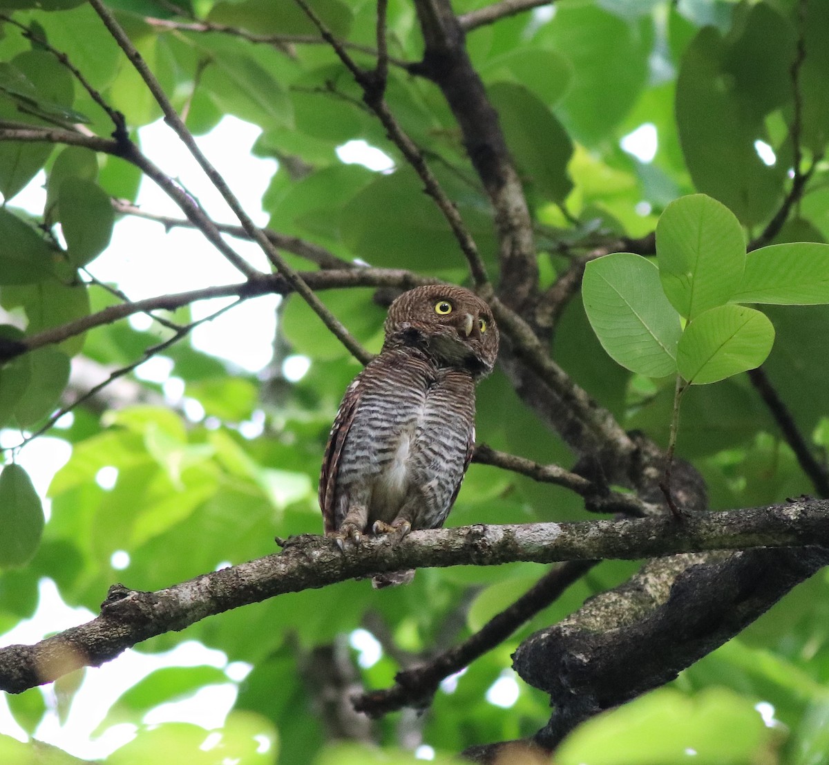 Jungle Owlet - ML609540468