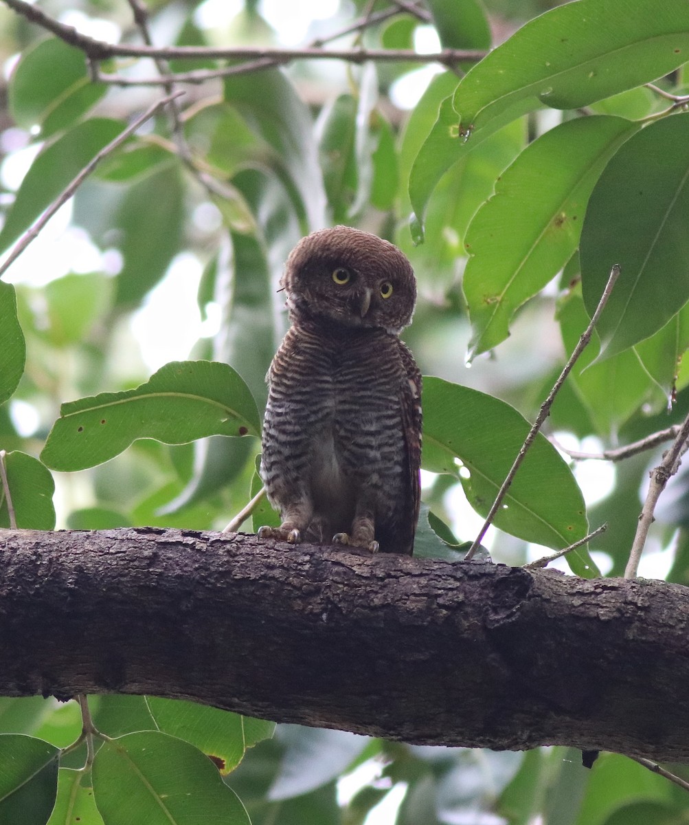 Jungle Owlet - ML609540469