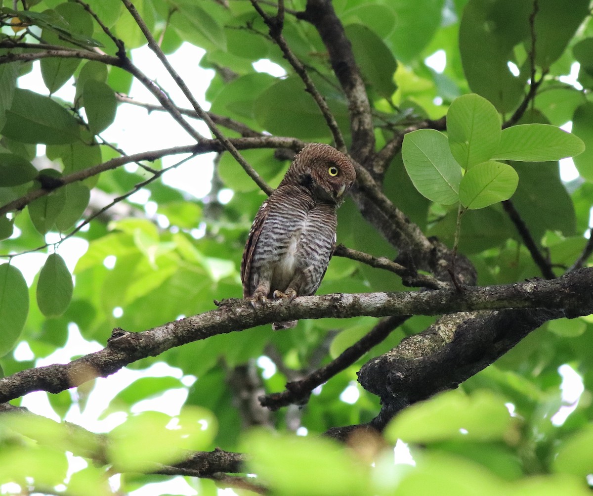 Jungle Owlet - ML609540472