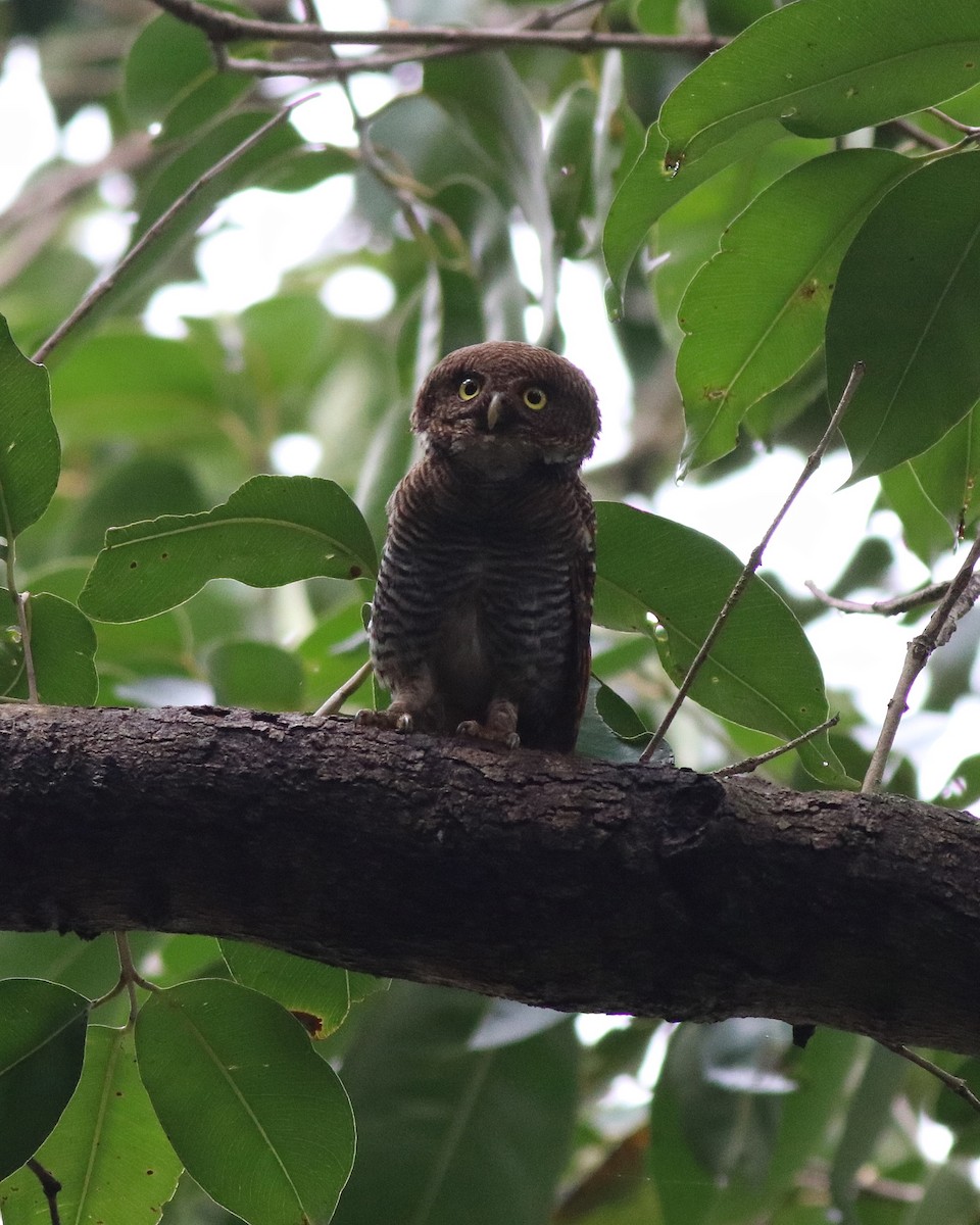 Jungle Owlet - ML609540473