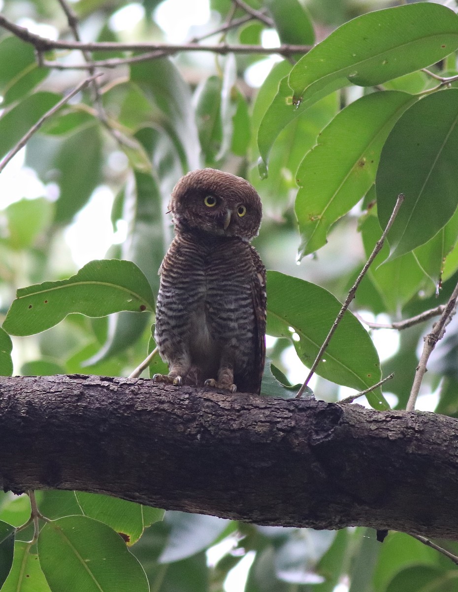 Jungle Owlet - ML609540474