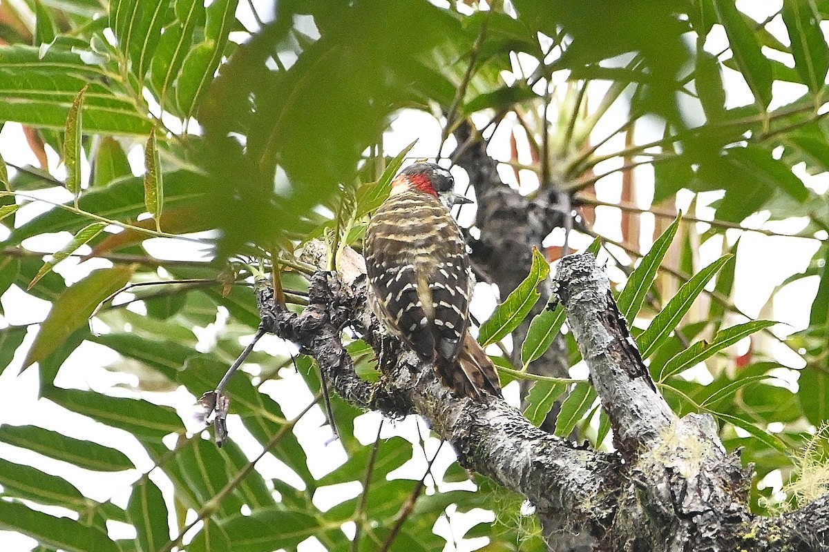 Sulawesi Pygmy Woodpecker - Alvaro Rodríguez Pomares