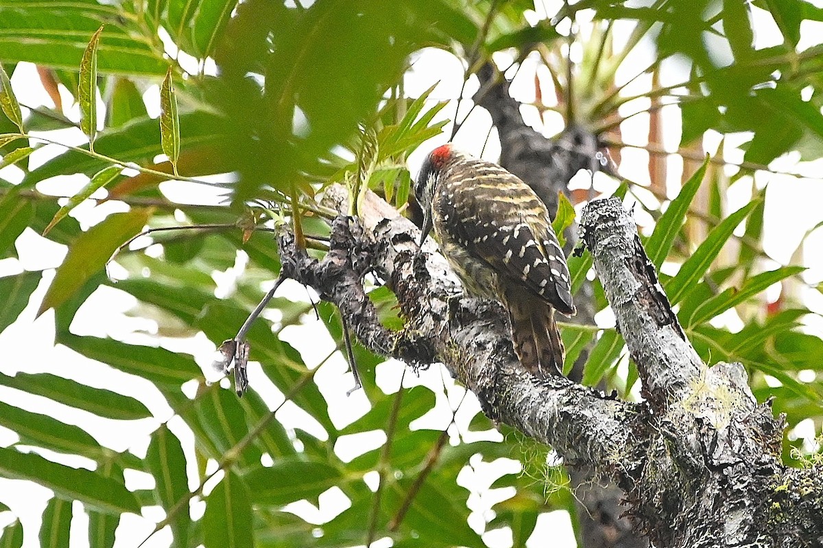 Sulawesi Pygmy Woodpecker - Alvaro Rodríguez Pomares