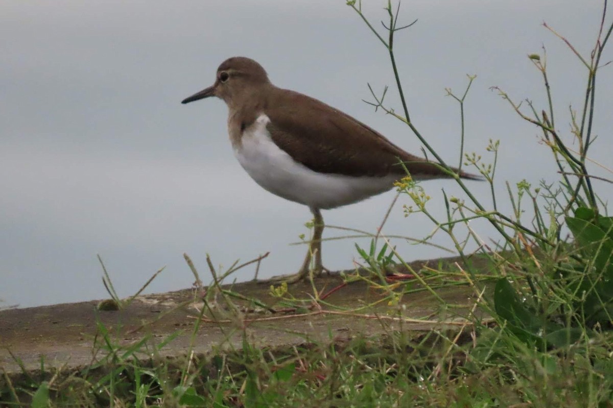 Common Sandpiper - ML609540629