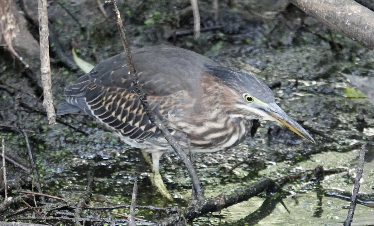 Green Heron - ML609540801
