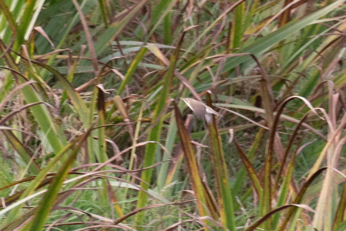 Marsh Warbler - Tom Bedford