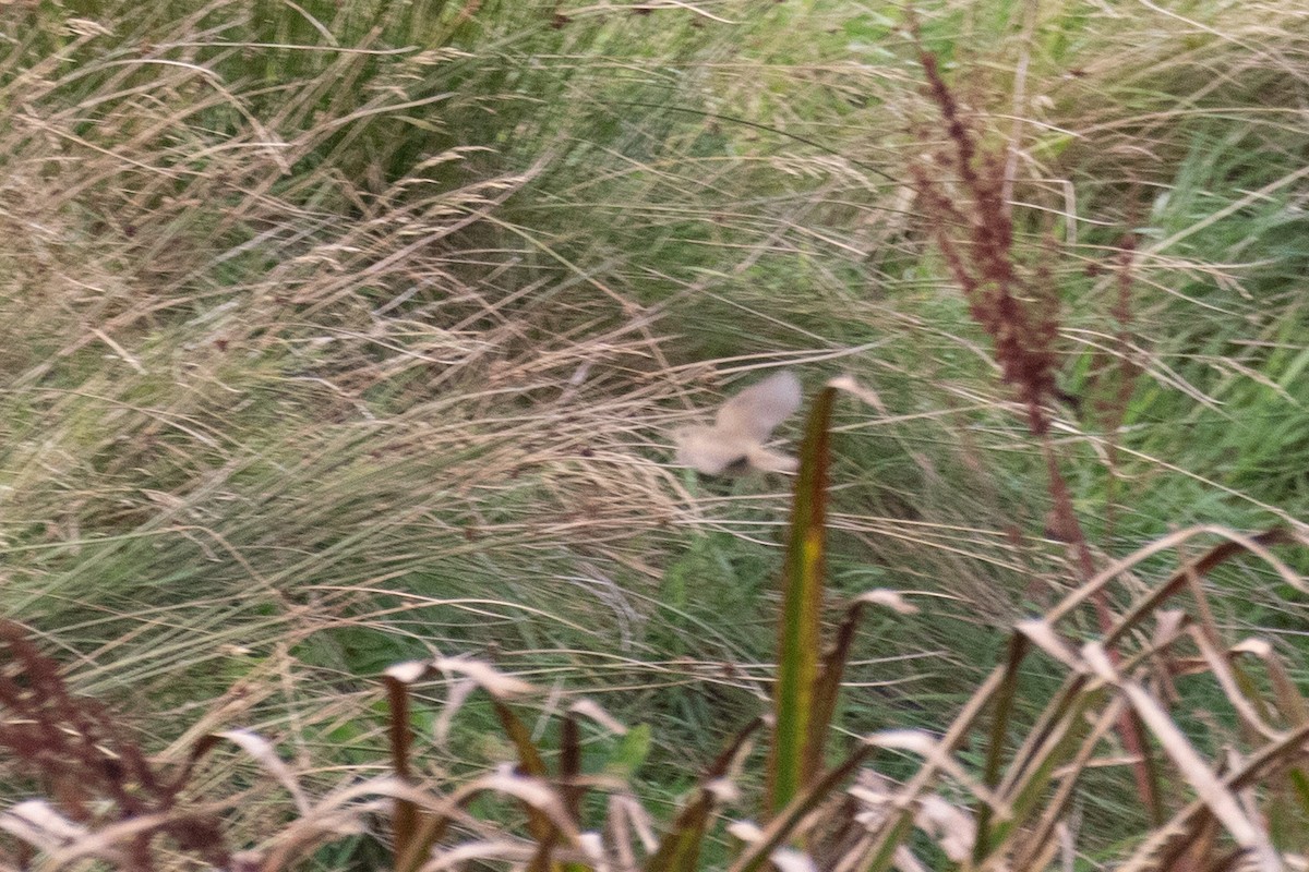 Marsh Warbler - Tom Bedford