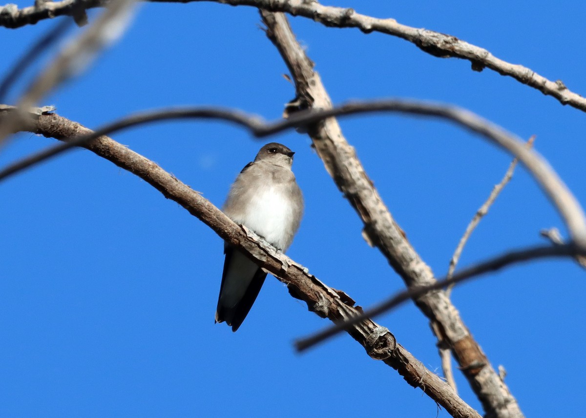 Northern Rough-winged Swallow - ML609540887