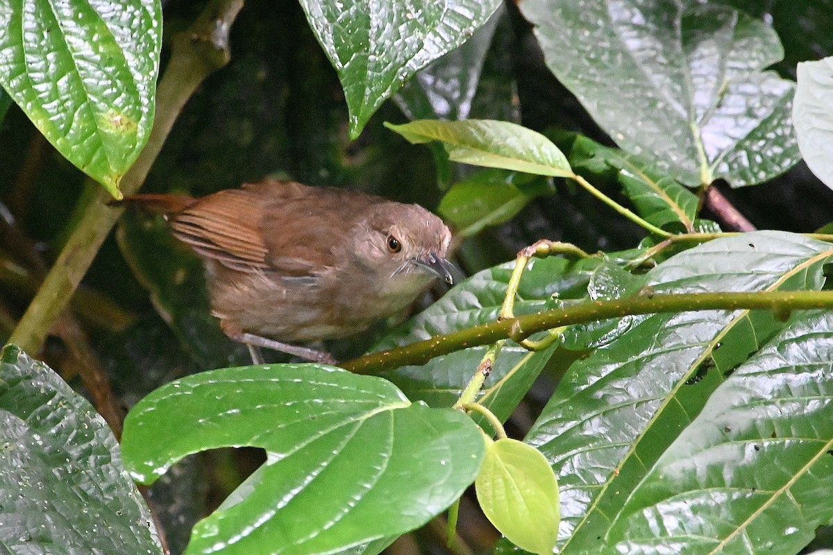 Sulawesi Babbler - Alvaro Rodríguez Pomares