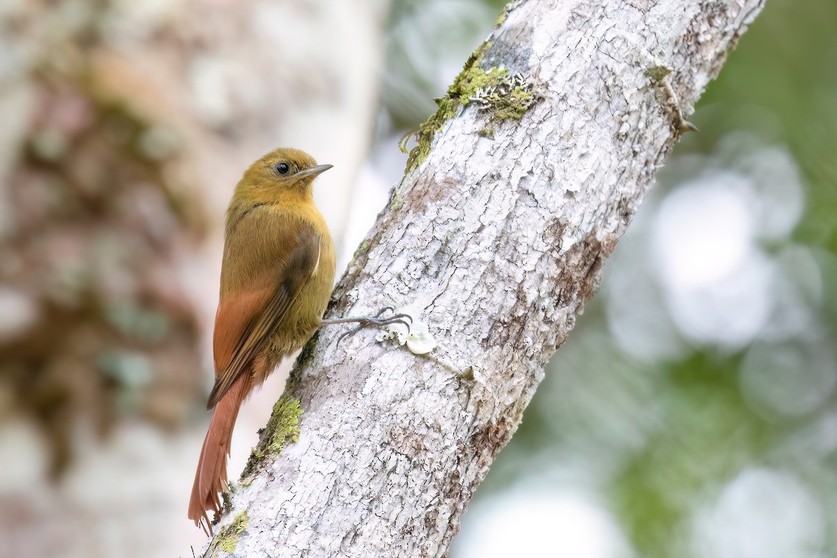 Olivaceous Woodcreeper - ML609541032