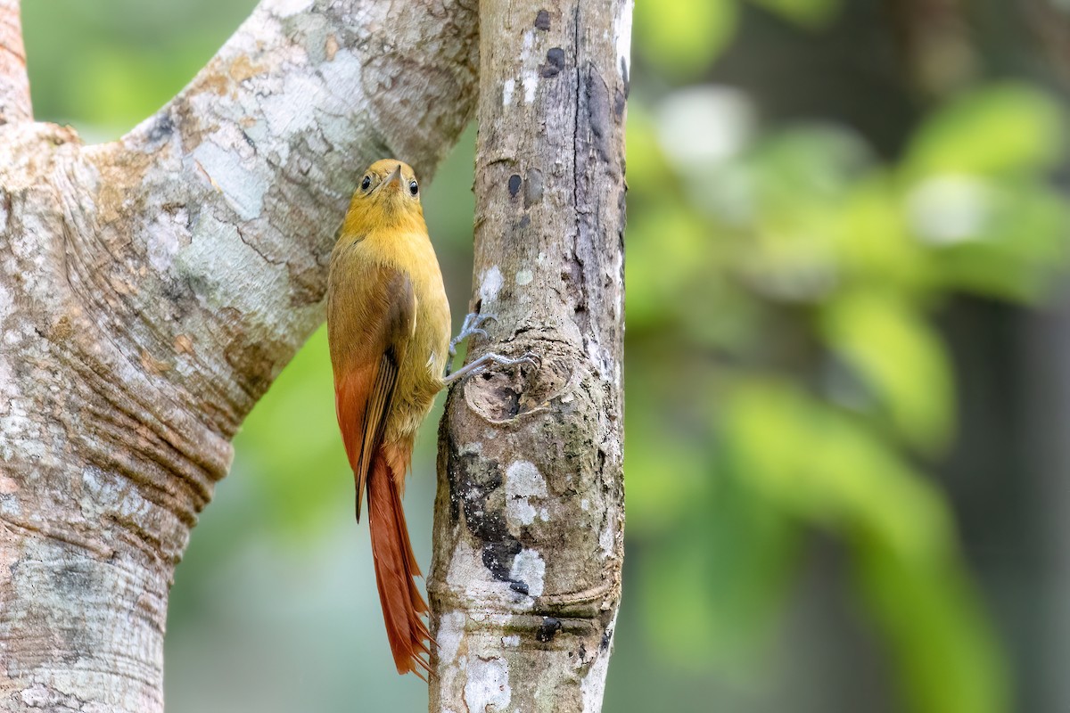 Olivaceous Woodcreeper - ML609541034