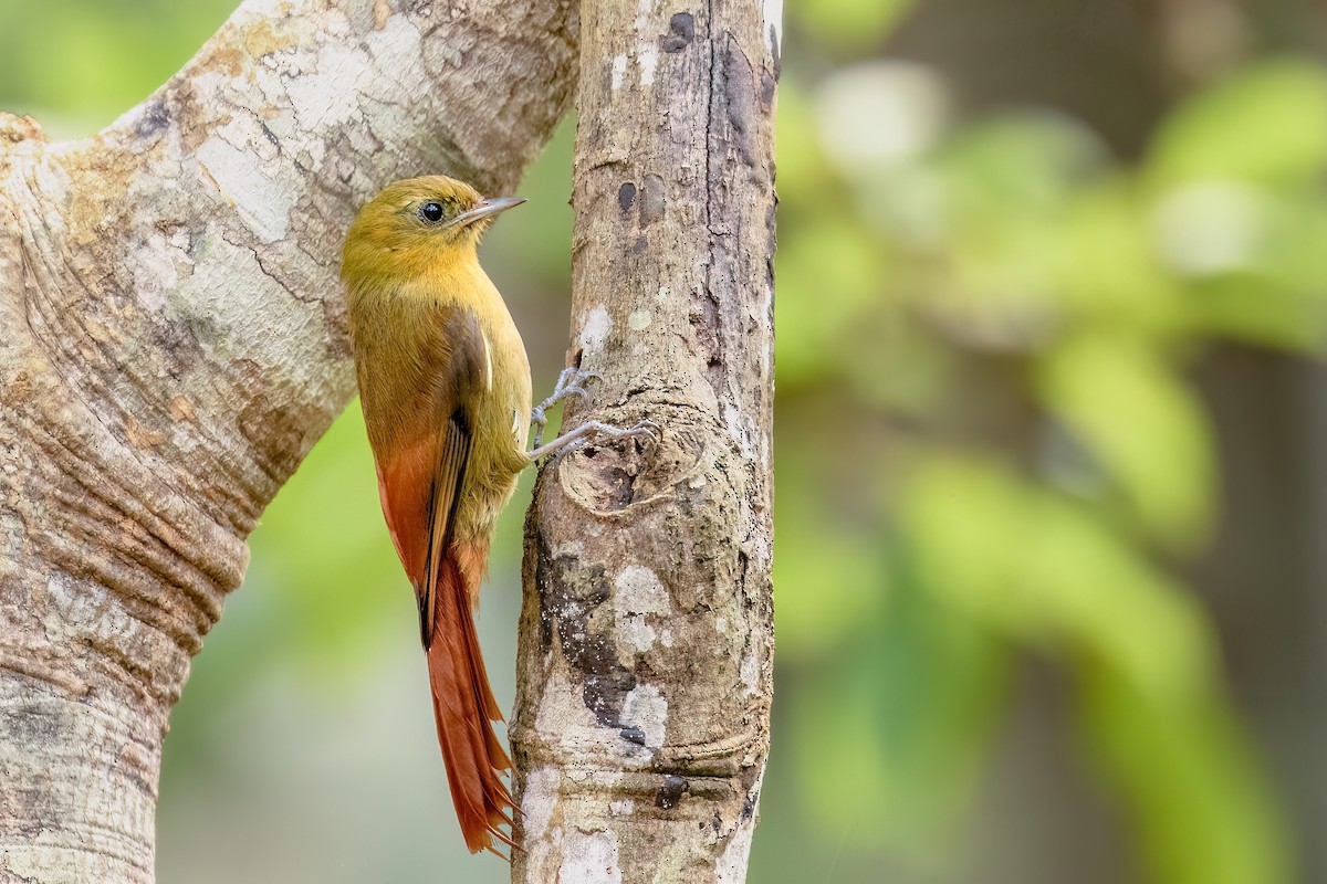 Olivaceous Woodcreeper - ML609541035