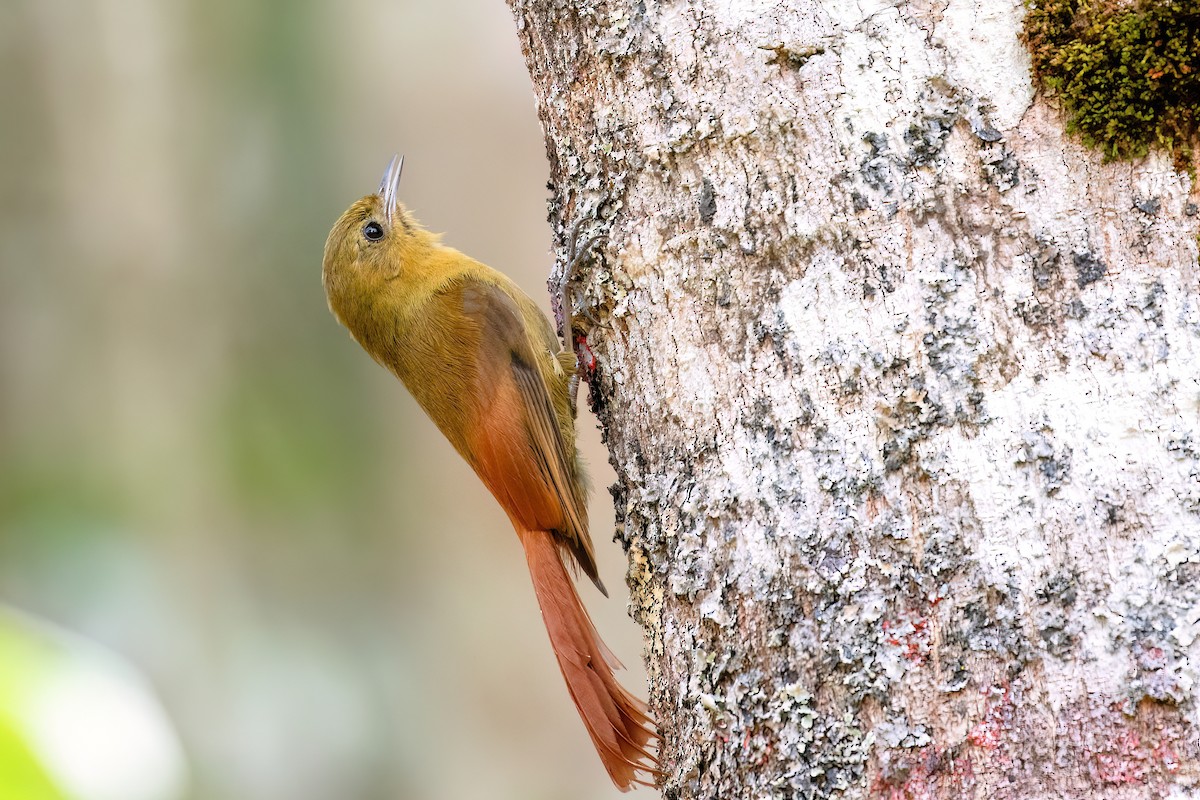 Olivaceous Woodcreeper - ML609541036