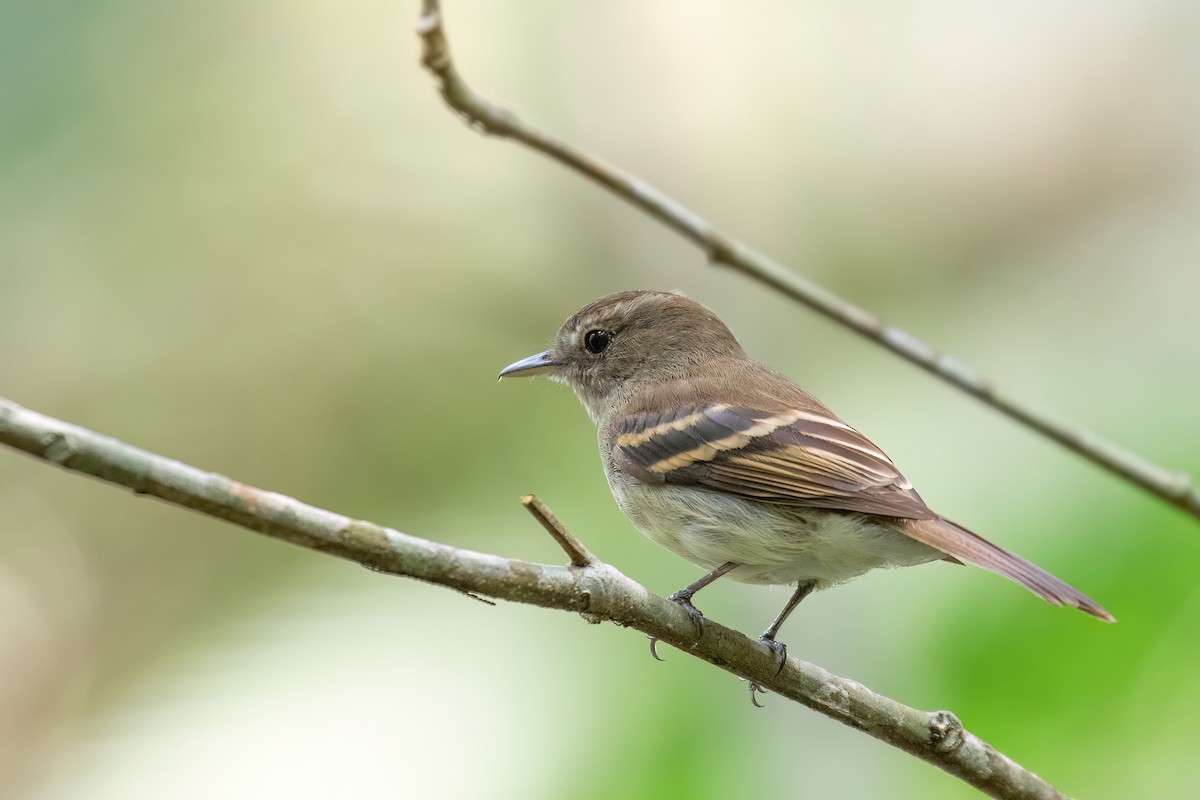 Euler's Flycatcher - Marcos Eugênio Birding Guide