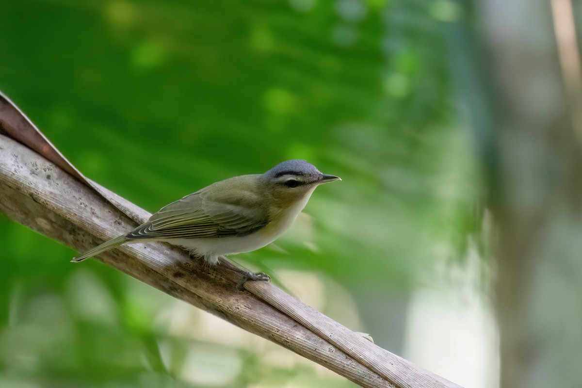 brunøyevireo - ML609541121