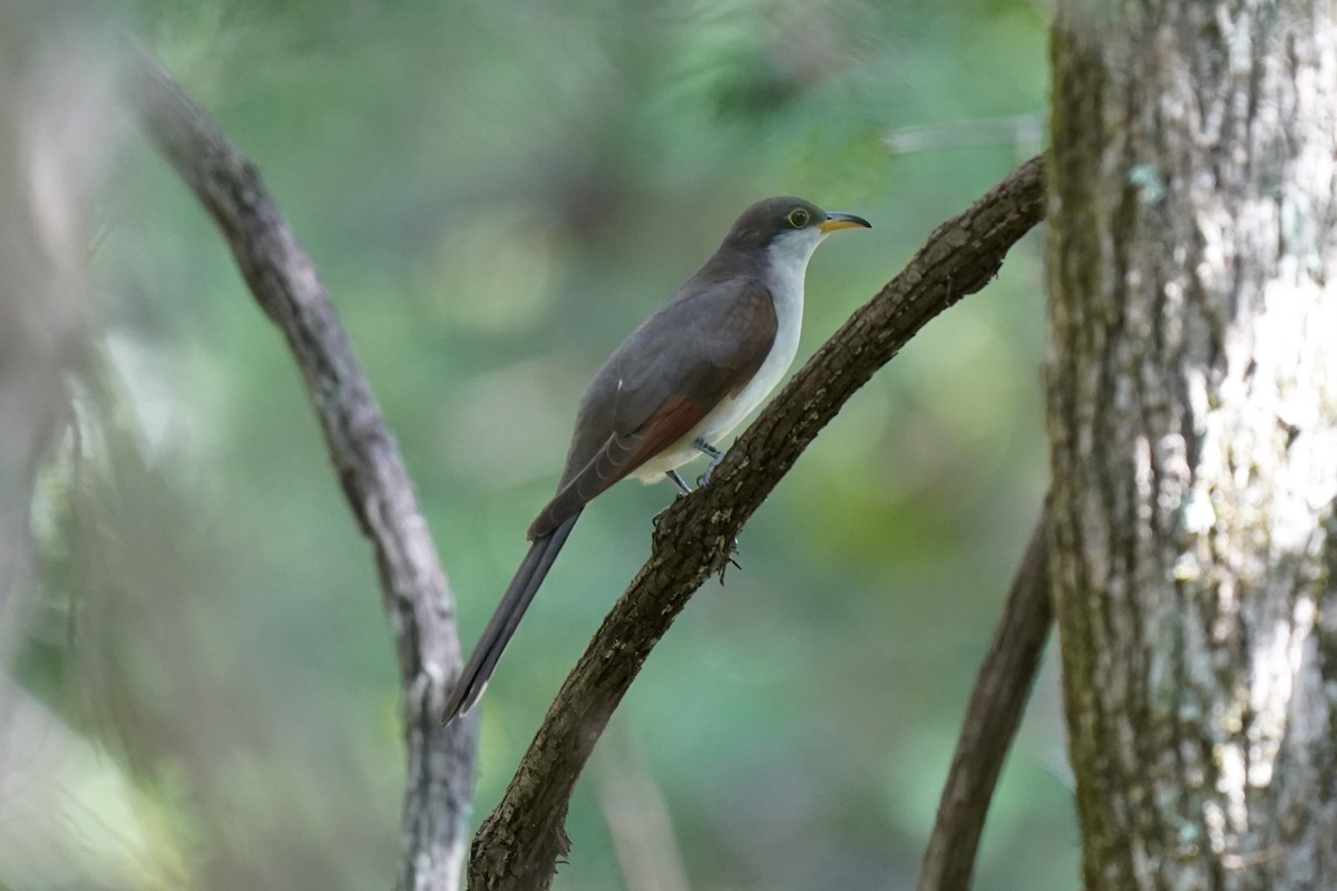 Yellow-billed Cuckoo - Melanie Crawford