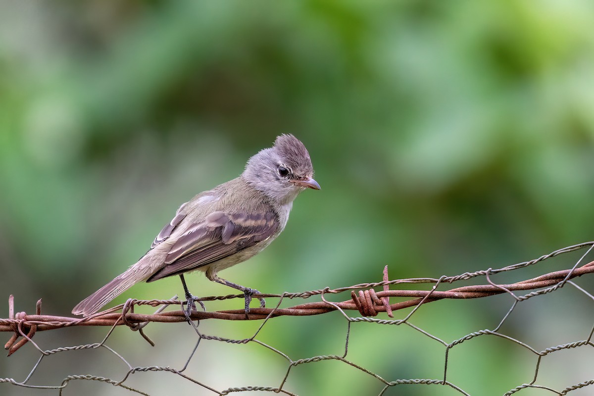 Southern Beardless-Tyrannulet - ML609541214