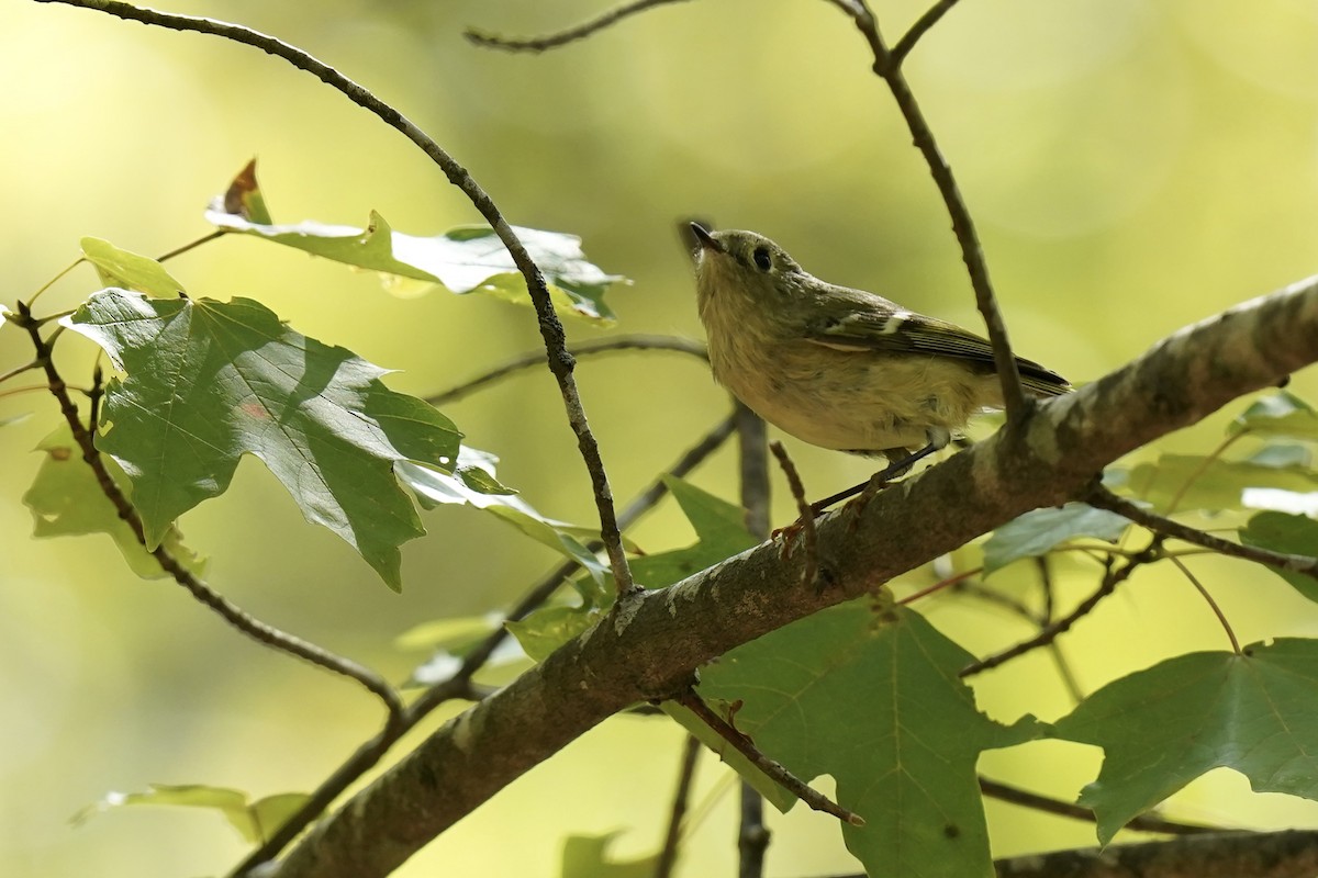 Ruby-crowned Kinglet - Melanie Crawford