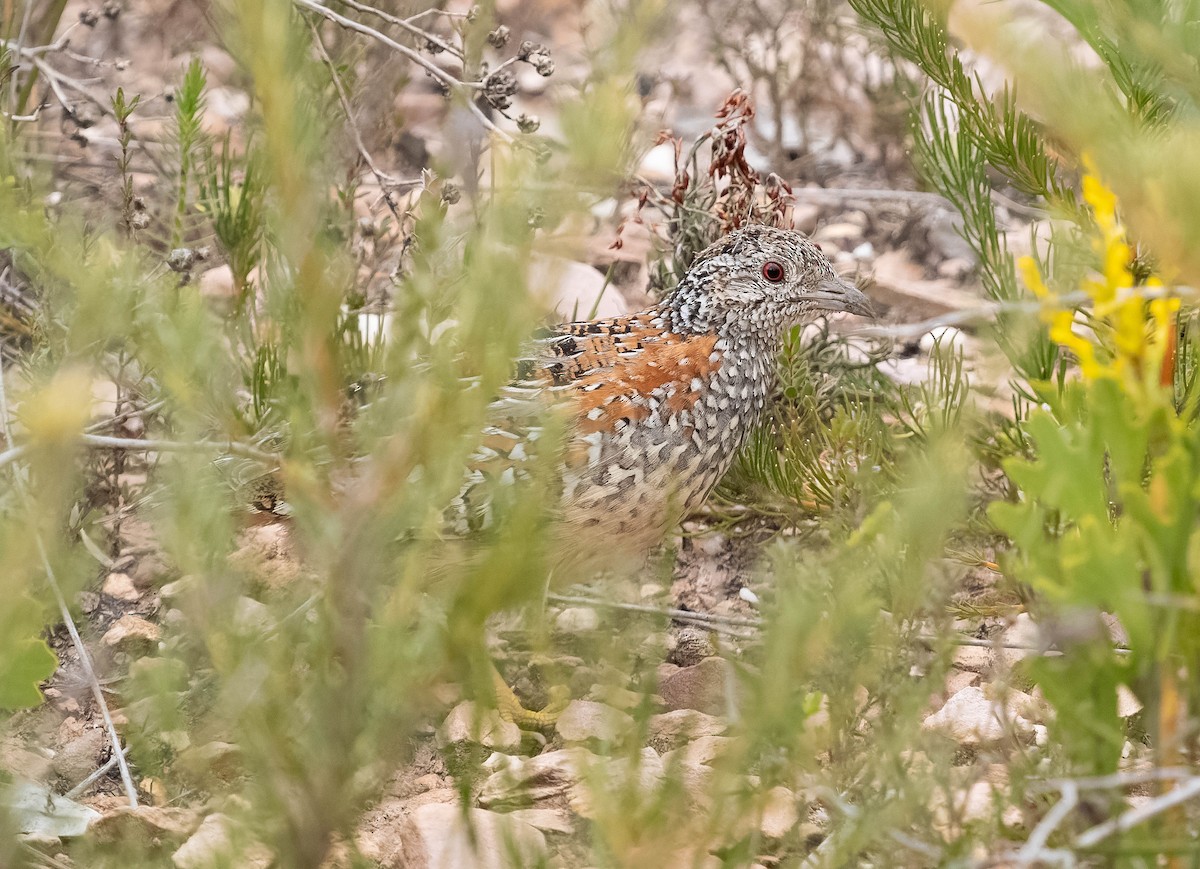 Painted Buttonquail - Simon Colenutt