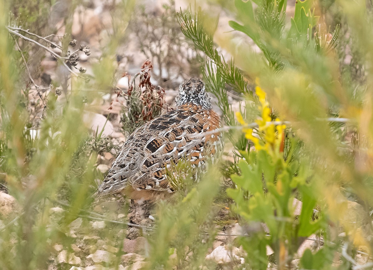 Painted Buttonquail - Simon Colenutt