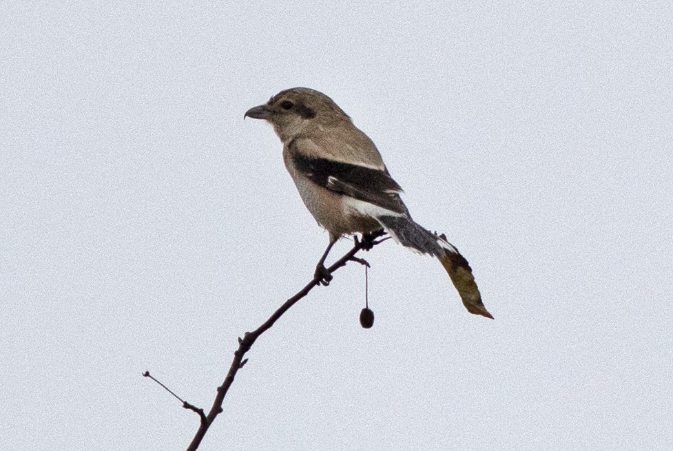 Northern Shrike - ML609541338